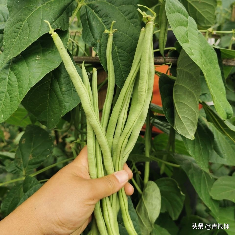 豇豆的种植时间和方法（绿色食品豇豆栽培技术）