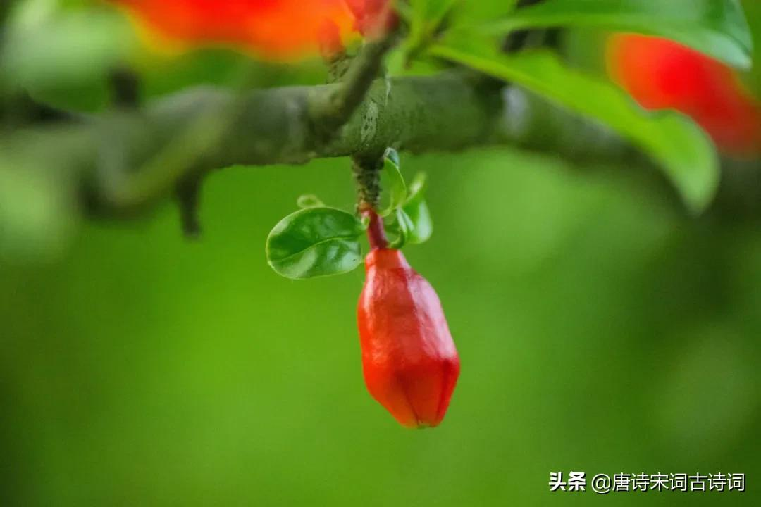 榴花红红映夏日