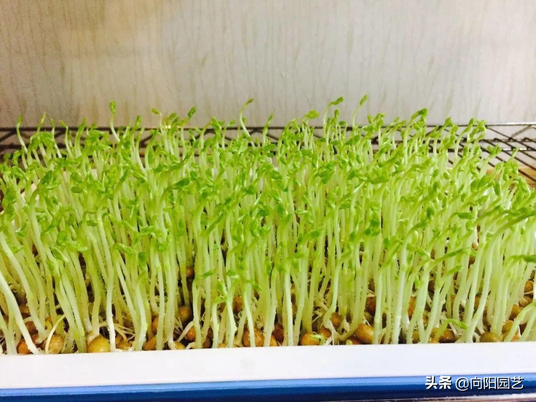 超市两块钱买把豆子，回家放盆里，倒点水，3天收获5斤豆芽