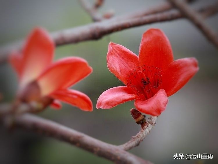 攀枝花和木棉花的区别（攀枝花木棉花它不但好看还好吃）