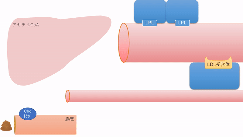 总胆固醇偏低怎么回事？身体不胖也出现这种情况