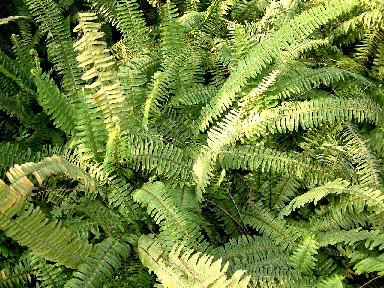 石头缝中生出的一种"蜈蚣草",能吸收重金属,能当矿炼?