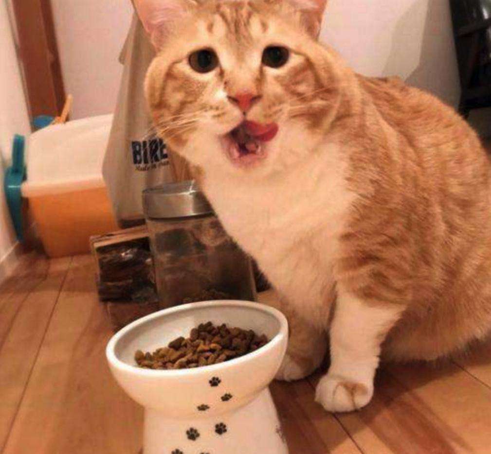 关于猫咪，那些鲜为人知的“冷知识”