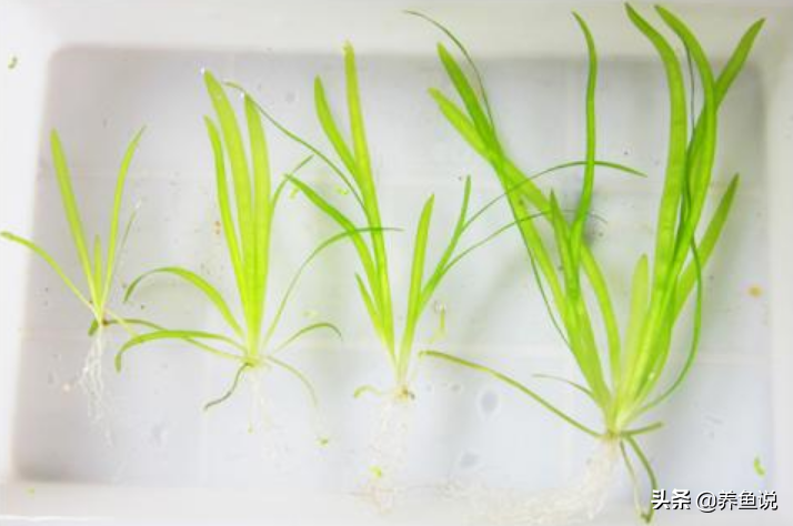 养鱼新手简单放水里能养活的水草-新手养鱼放什么水草 - 114知识网