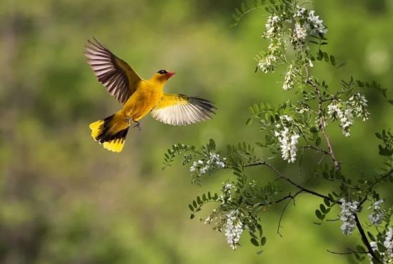 春光无限,莺歌燕舞——最美黄鹂诗词