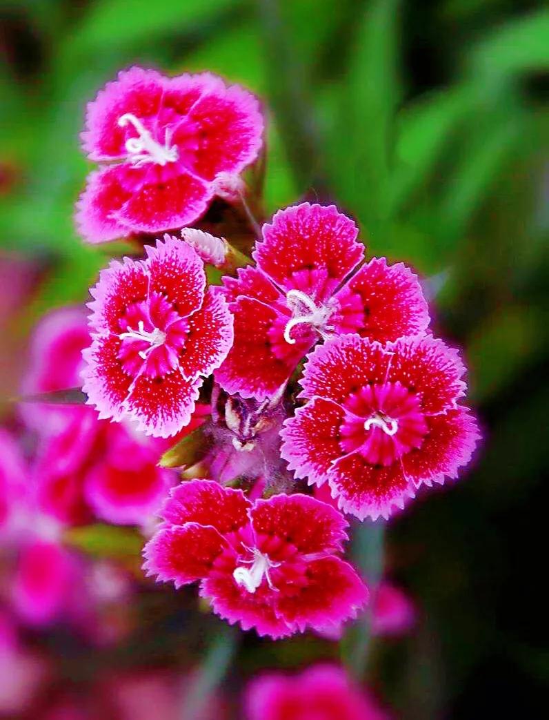 石竹子(美丽的头石竹)