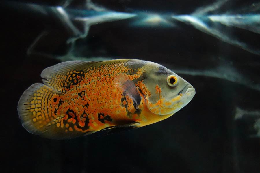 九间德州豹皇冠六间花老虎(花豹石头鱼)和尚鱼(南美大型慈鲷)红鳍鲫红