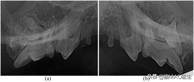 口腔中超和是什么时候(缅因猫多发一些牙齿疾病？这些临床病例带你更加了解猫咪牙科)