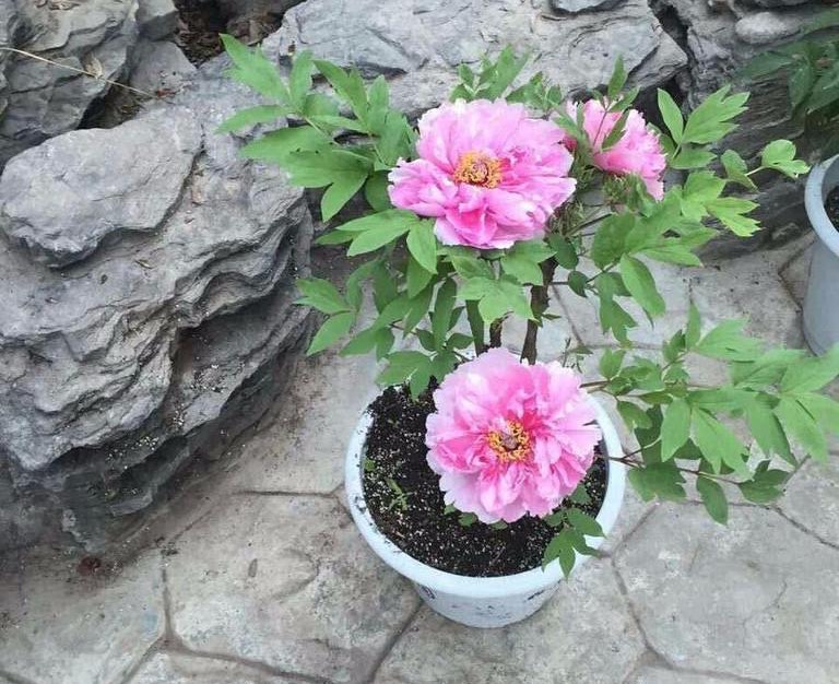 牡丹花怎么养（记住这3点牡丹花大色艳植株旺盛）