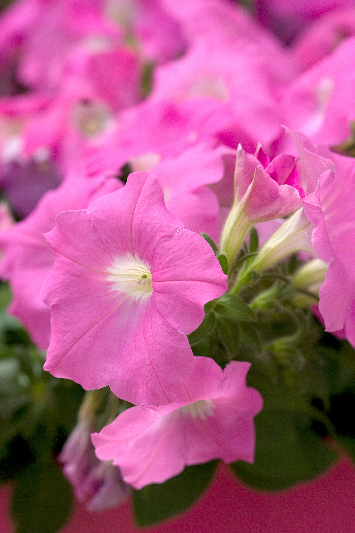 粉色的花有哪些（13种适合在花园里种植的粉色花朵）