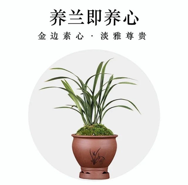 送兰花代表什么意思（兰花的花语和象征意义）