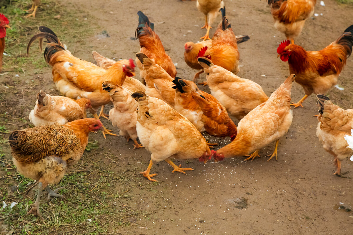 养殖分享：四个增效阿莫西林的小技巧，效果好还省钱