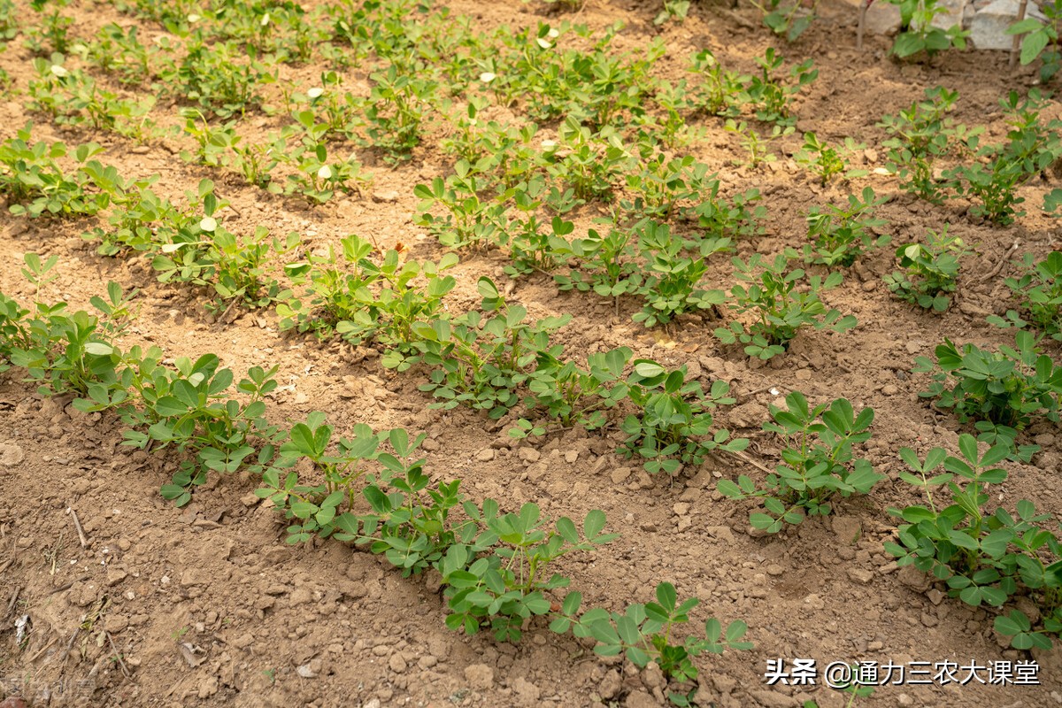 花生葉片發黃開花下針少,一定是追肥沒做好,這樣追肥才能高產