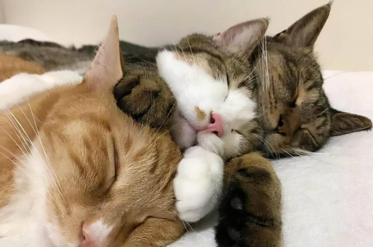 猫咪流眼泪是怎么回事？分4种情况去解决