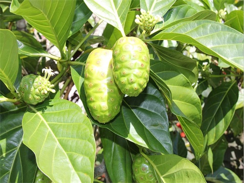 诺丽果的功效及副作用(诺丽果是海滨木巴戟的果实) - 行就行