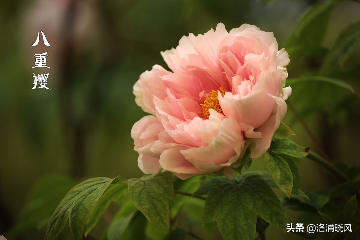 「图集」公园中那些常见的牡丹花都叫什么名字?