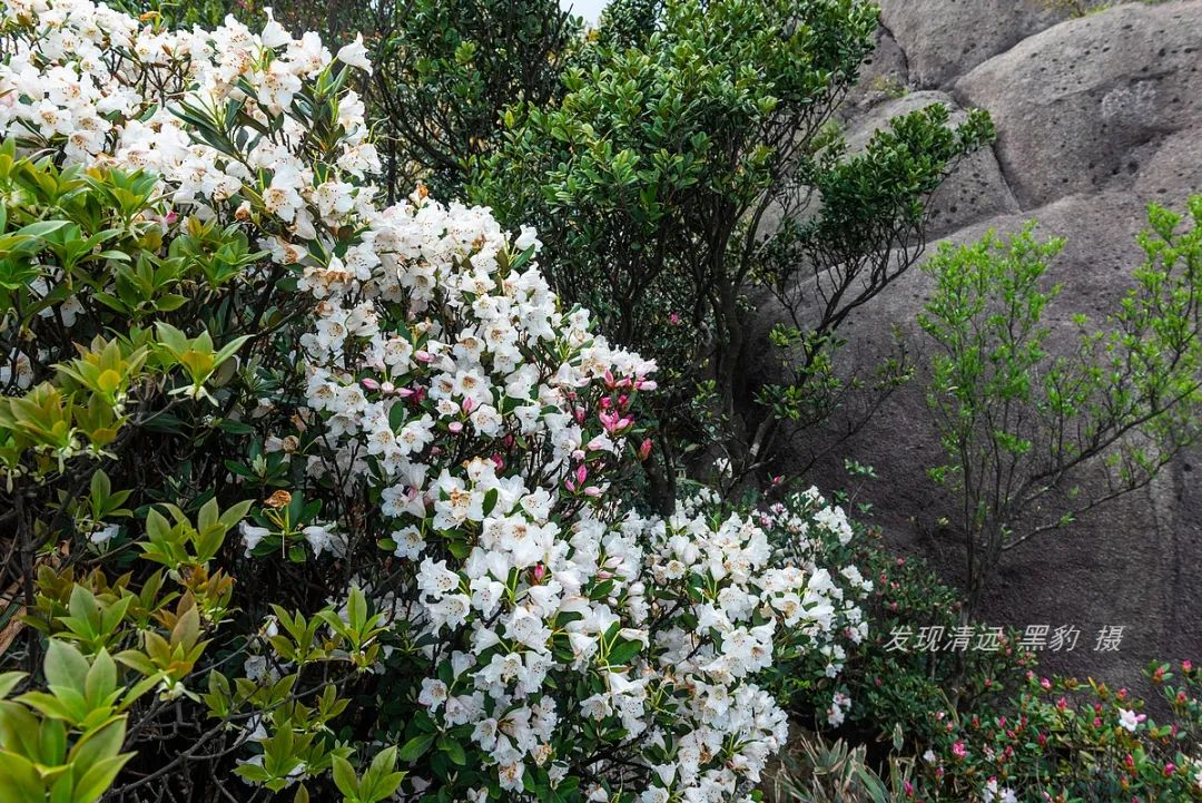 承德甲山花岗岩辐射报告(广东有座山峰盛开了罕见的船花，漫山遍野花团锦簇)