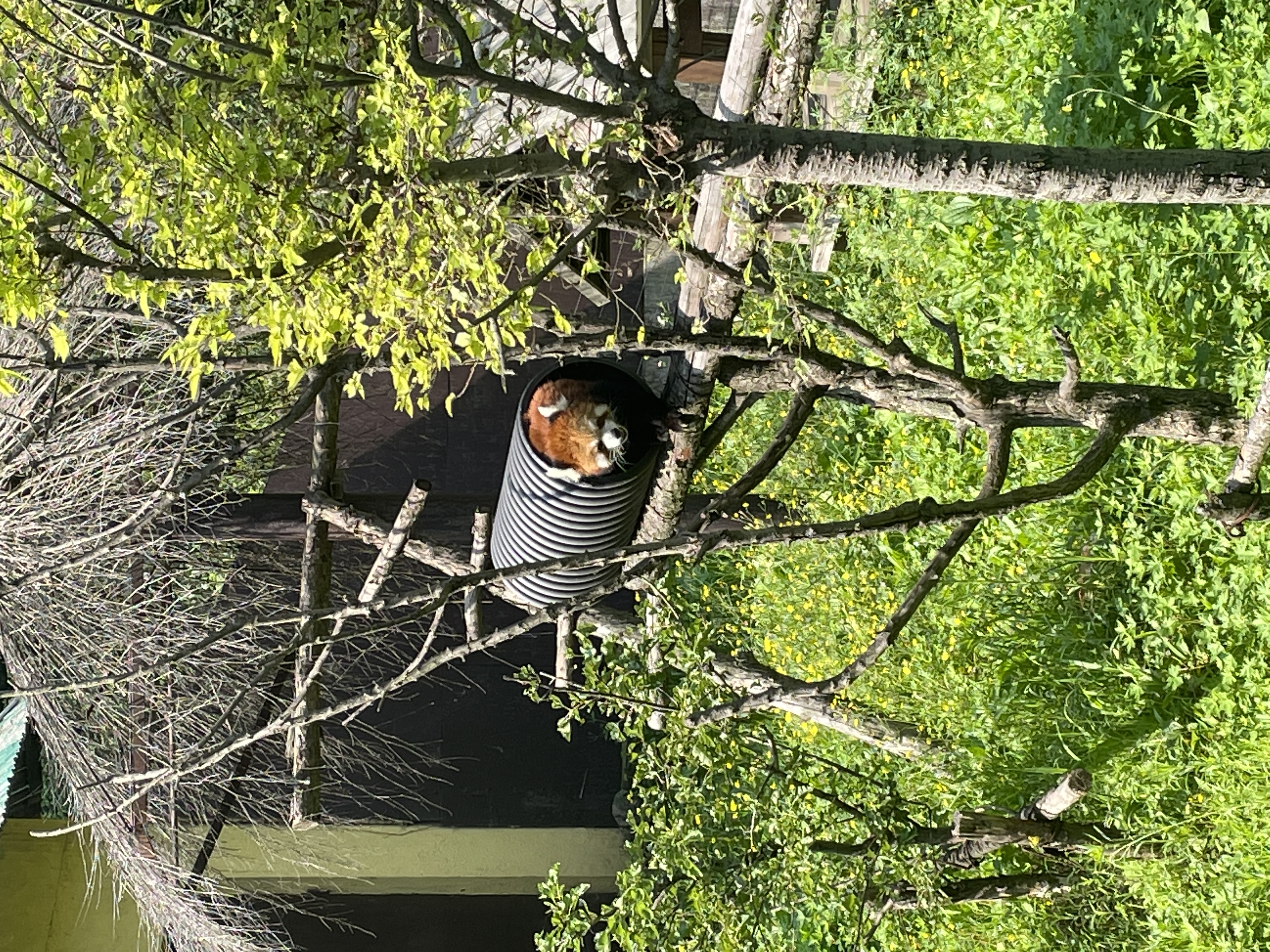 盛夏游沈阳森林动物园