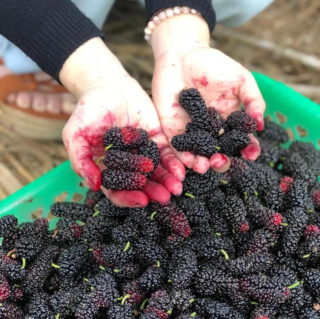 踏青,桑葚采摘正当时,琼中发布三条采摘线路,攻略请查收