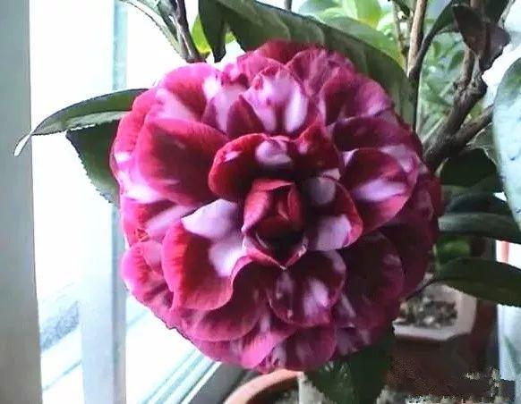 20.复色黑贝拉19.粉东洋茶18.粉丹17.绯爪芙蓉16.大将军15.东方亮14.