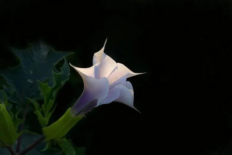 卡萨布兰卡花(卡萨布兰卡花语和寓意)