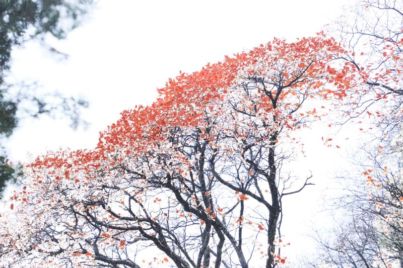 山东7市迎暴雪~雪后十大景点美爆，快来看