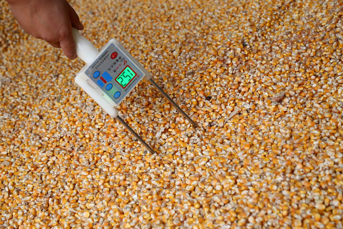 粮价“预警升级”，玉米冲击前高，小麦疯涨，大豆破3，发生了啥
