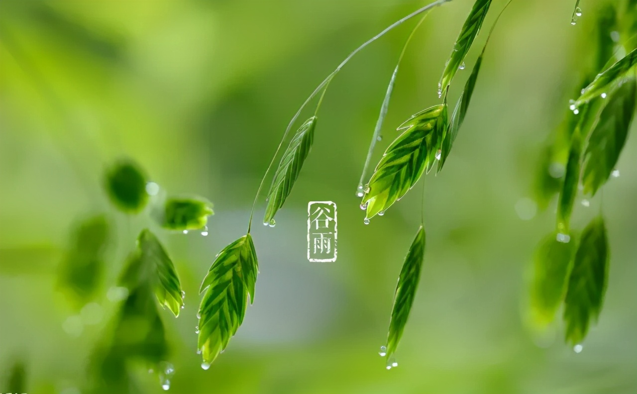 谷雨 | 阅尽春色，送别春天