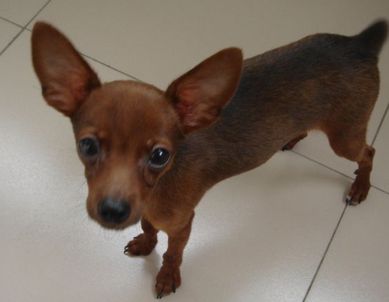 为什么不建议养小鹿犬，饲养小鹿犬的注意事项