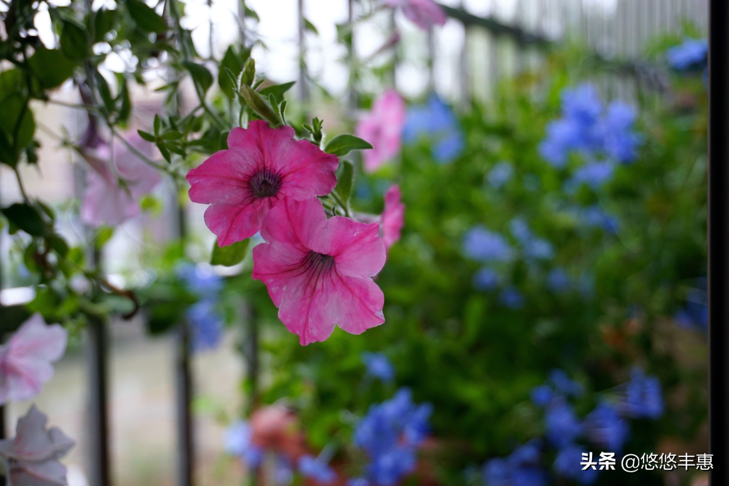 「写在生日」百转千回几许秋，繁花飞逝又一年