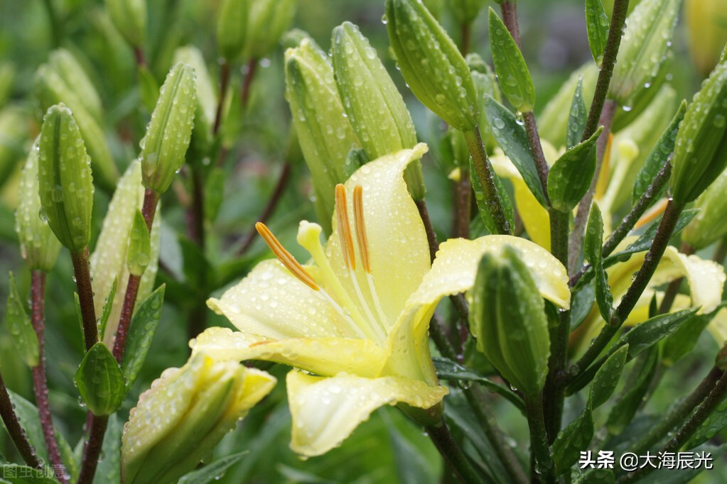 夏日雨后，漫步寻幽