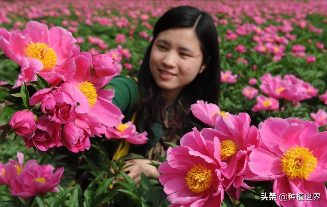 白芍栽培,白芍栽培技術(shù)