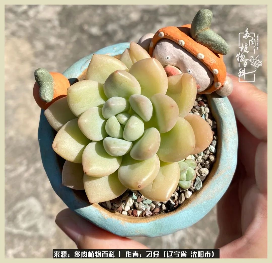 三年时间,多肉能养成什么样?