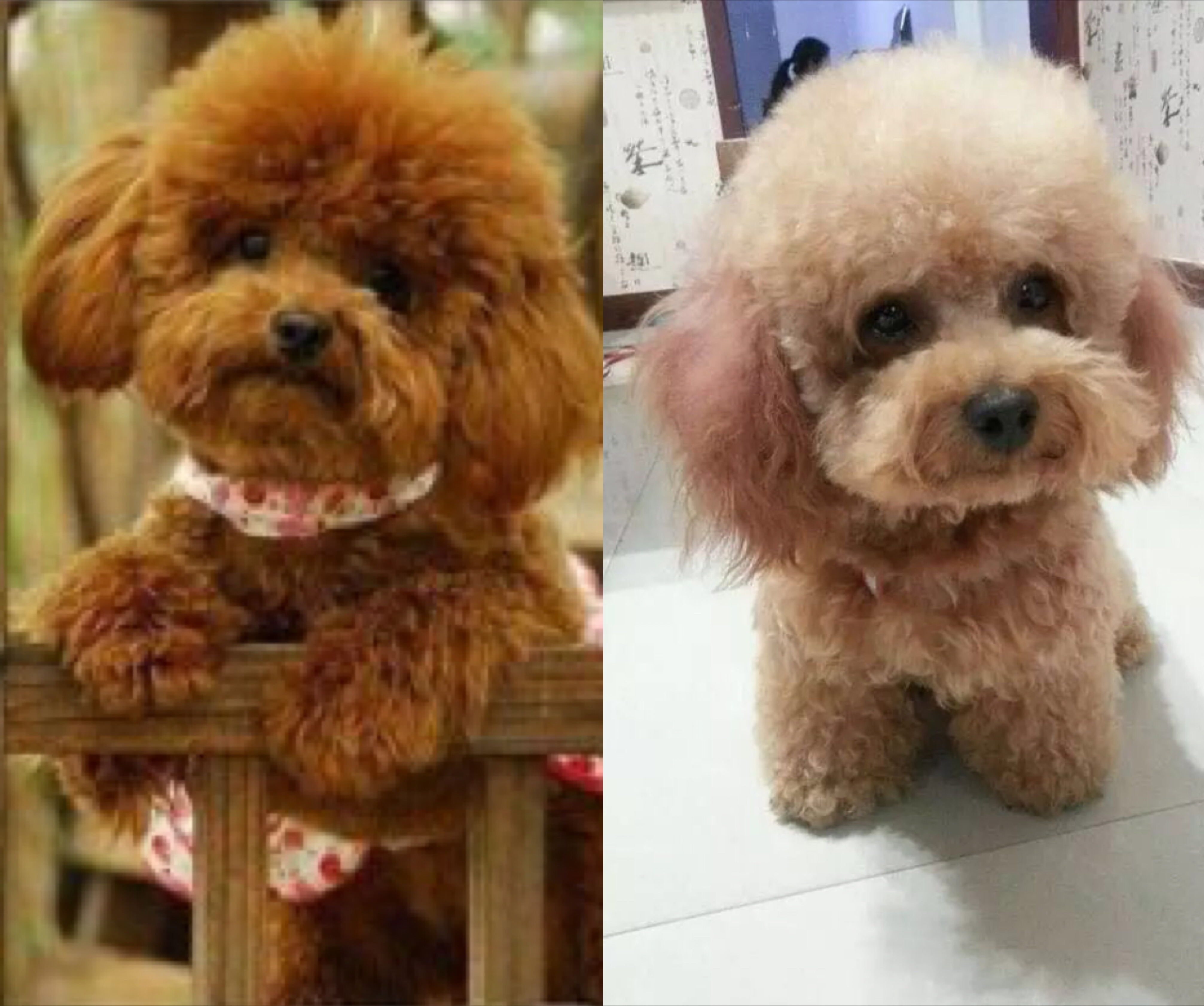 泰迪毛发褪色？别怕！教你应对攻略