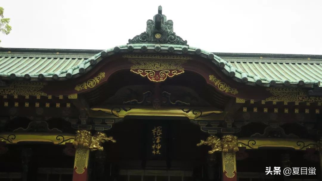 东京：根津神社，杜鹃花丛中的漫步