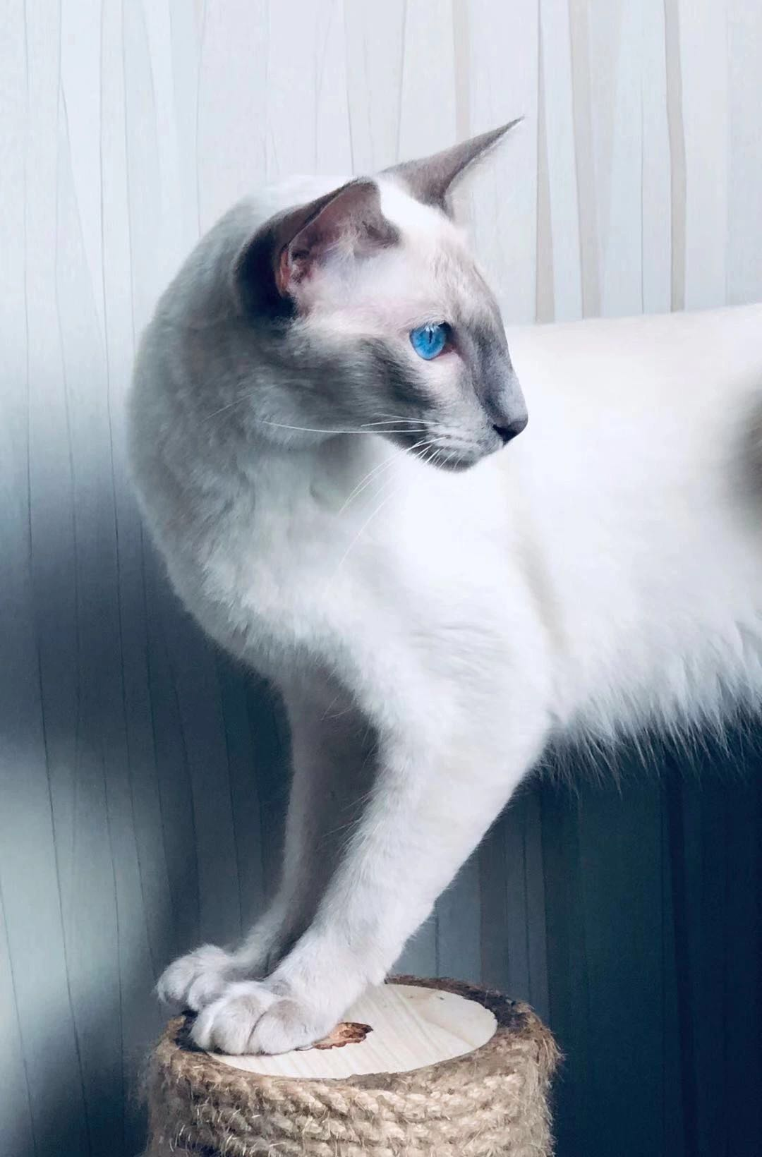 巴厘猫暹罗猫,罗猫暹罗猫(第10页)_大山谷图库