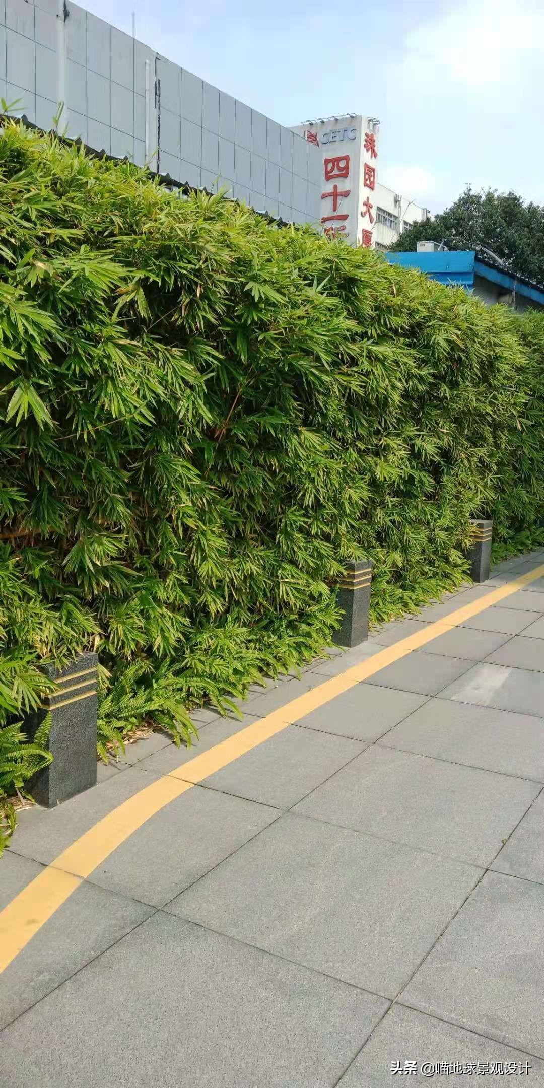 可代替围墙的植物图片