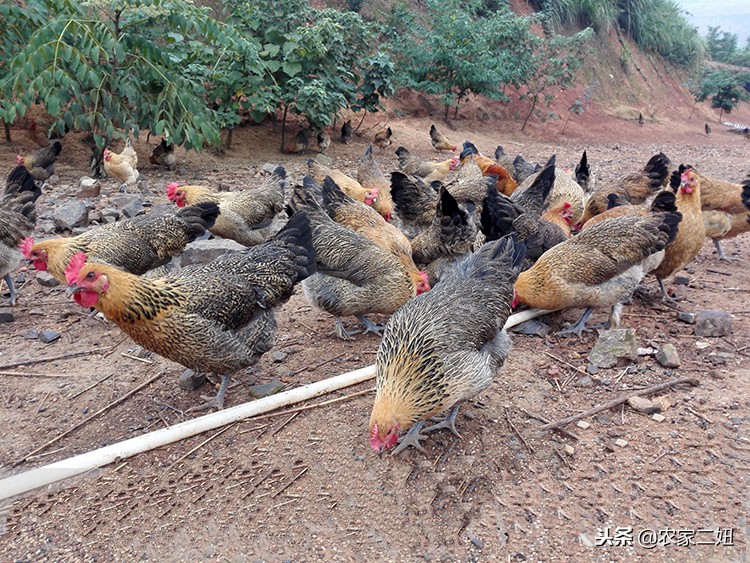 土鸡市场这么好，真正的农村散养土鸡多少钱一斤？