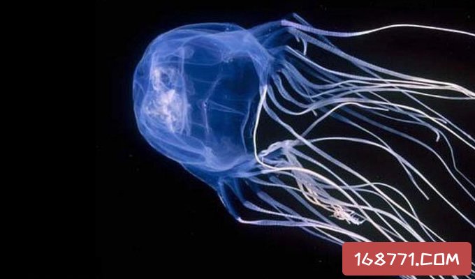 共同评选出的世界上最毒的十种生物,它们分别是:第一名,澳洲方水母;第