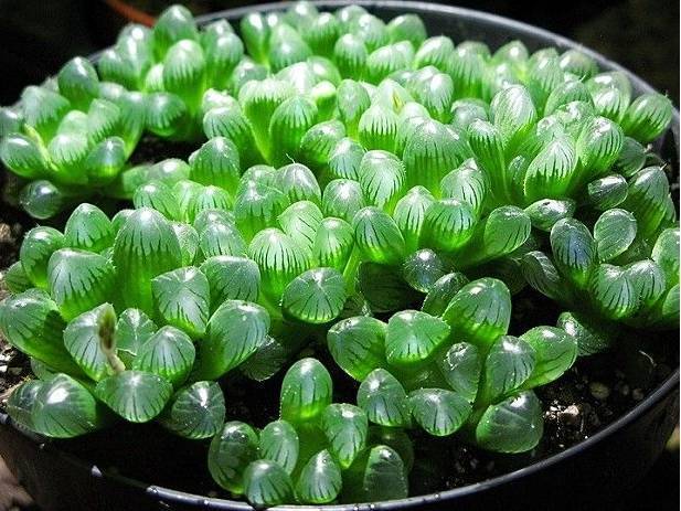 多肉植物图鉴,多肉植物图片-友友