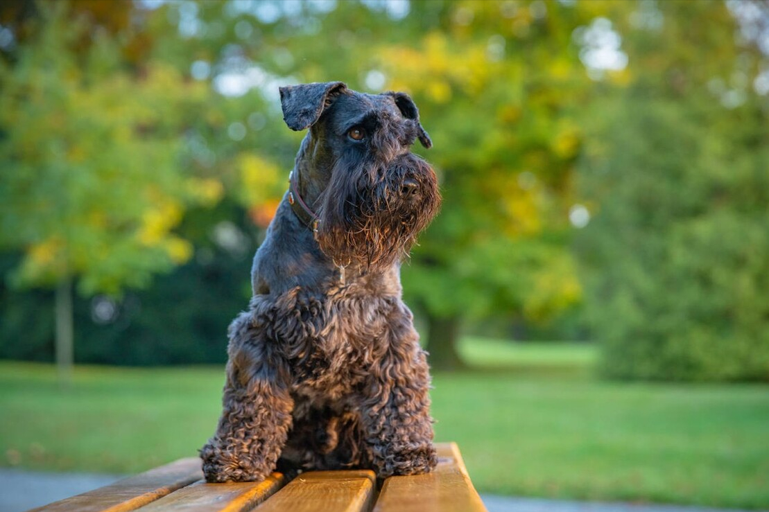 常见的中、小型宠物犬，大概多少钱一只？