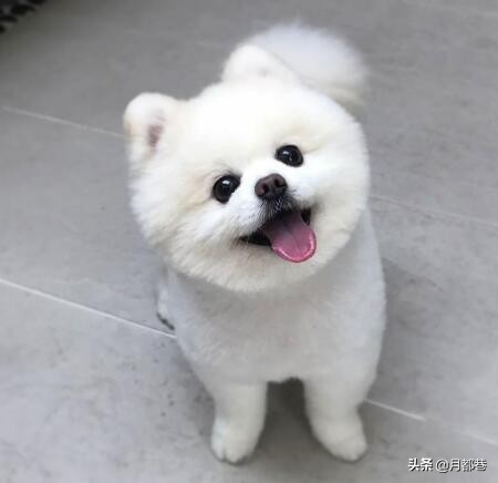 俊介多少錢,俊介多少錢一只幼崽