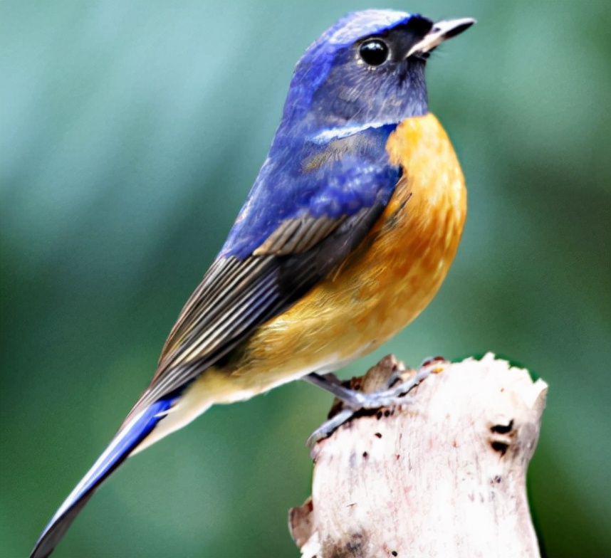 鹟怎么读？鹟的读音和意思