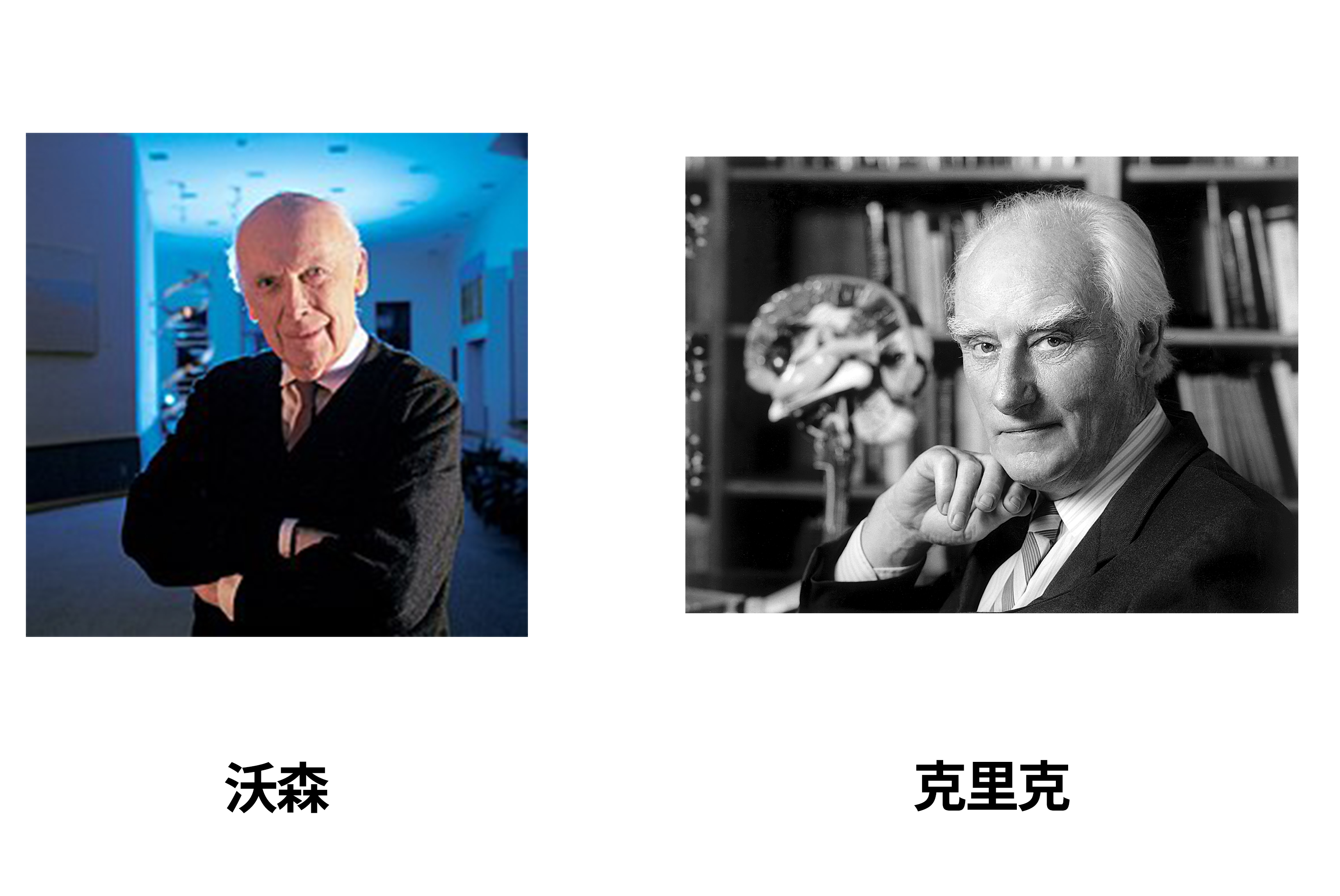 威尔金斯和富兰克林的贡献(寻找dna的样子:一场没有硝烟的战争)