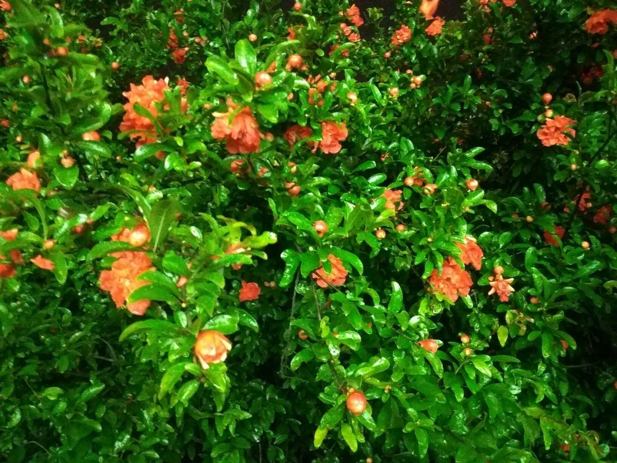 家里有个小院子,适合种3种果树,赏花赏果两不误