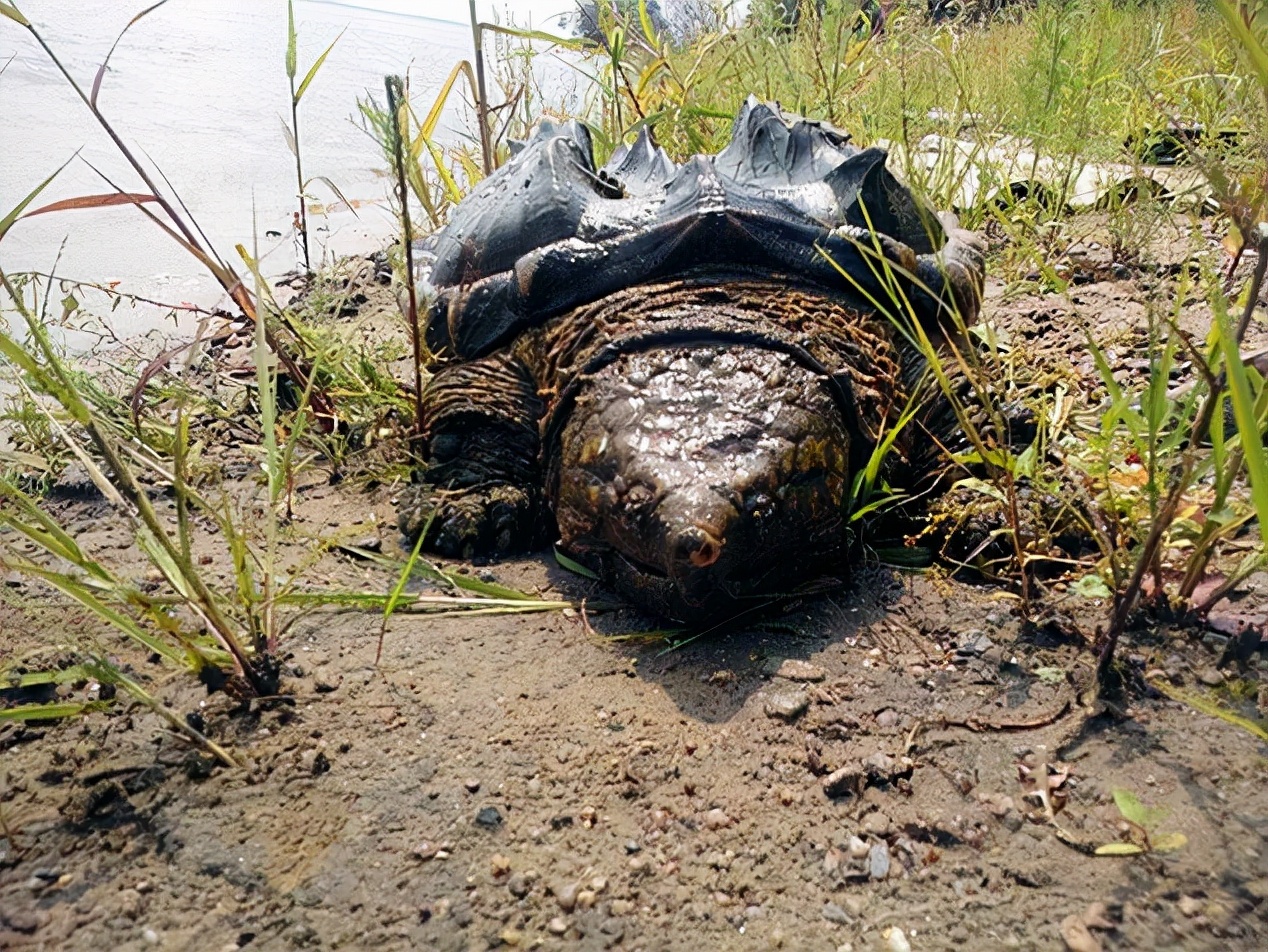 过山风蛇 图片(海关截获4米长的巨型眼镜王蛇) - 赤虎壹号