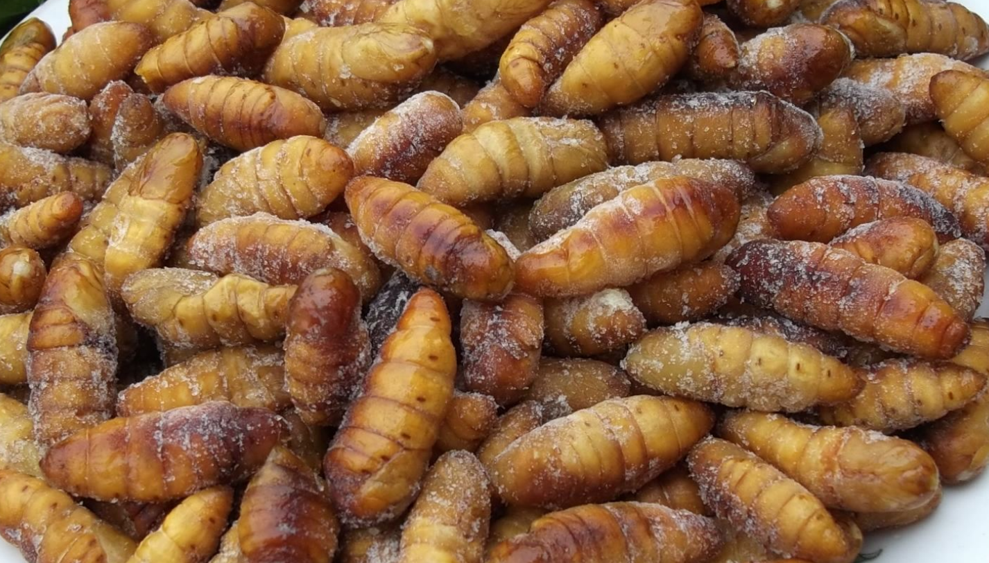 蚕蛹怎么做好吃？蚕蛹5种最好吃的做法，简单美味又馋人-第3张图片