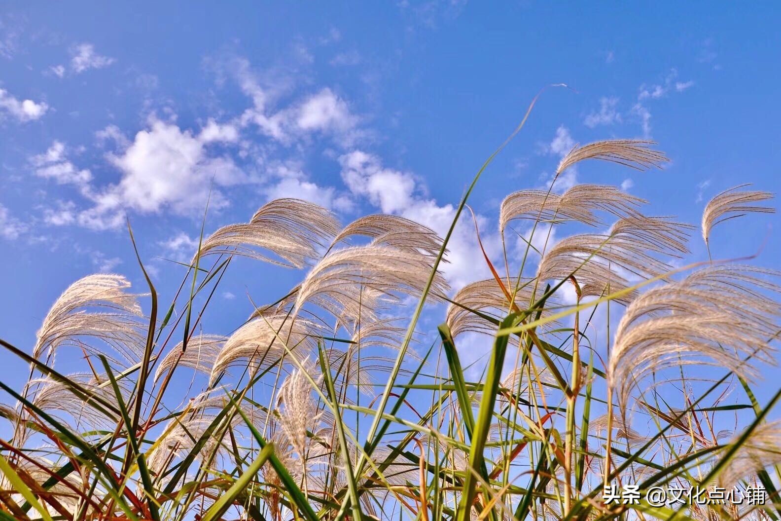 《全宋词》最冷艳的词作，他仅存两首词，唯此词冷峻悲凉惊艳千古