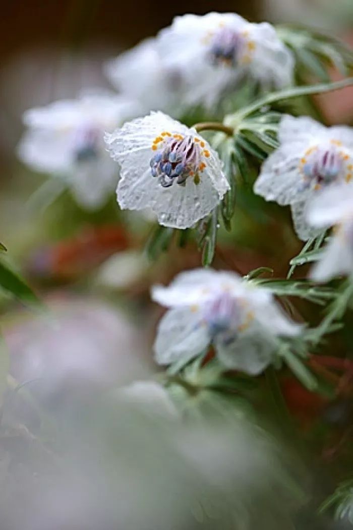 节气|霜降。