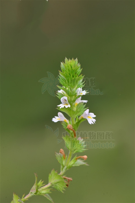 小米草,见过吗?清热解毒.用于咽喉肿痛,肺炎咳嗽